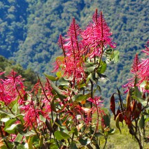 Flowers on the path between Machu Picchu and Cerro Machu Picchu